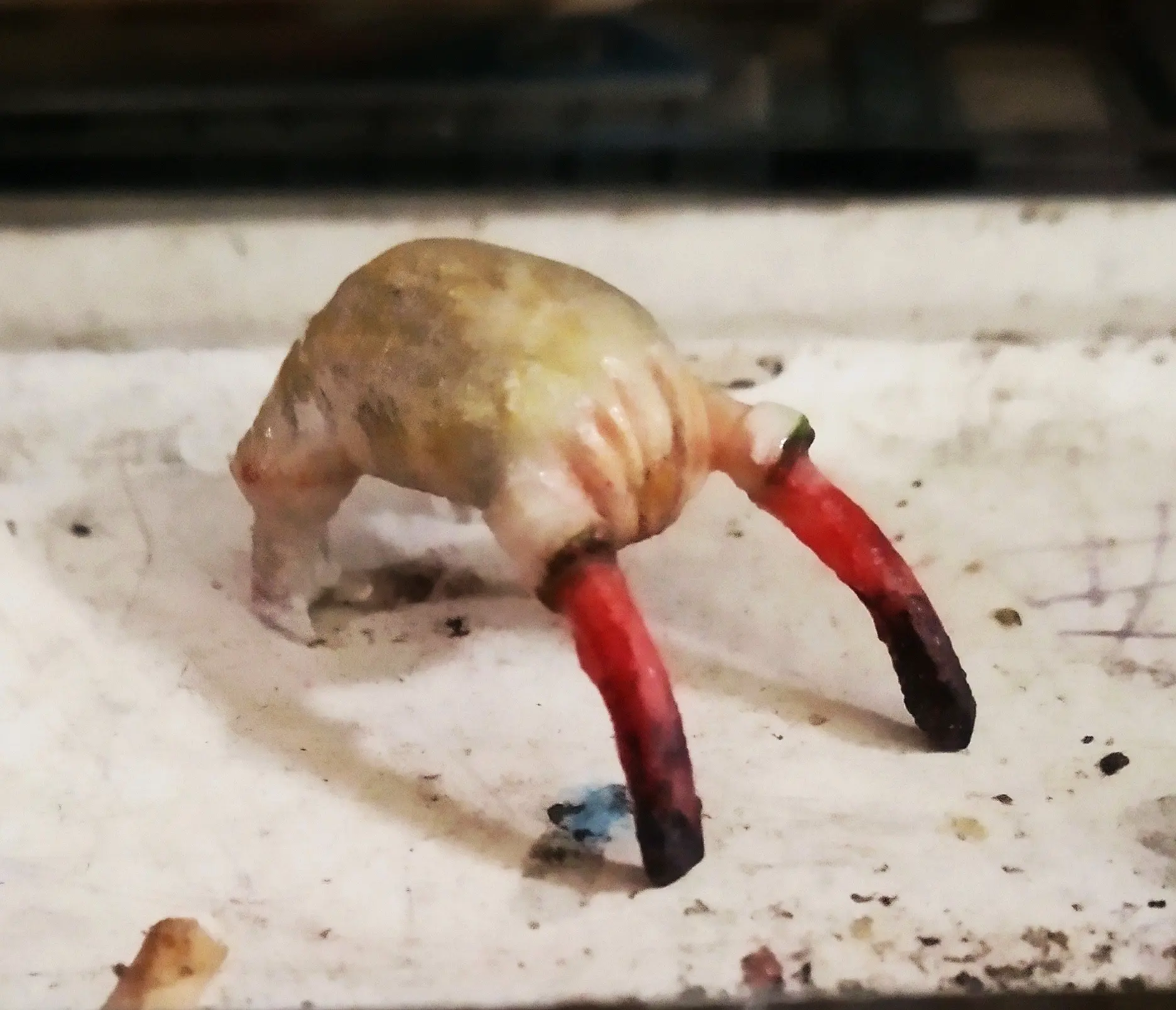 制作一只可爱的猎头蟹