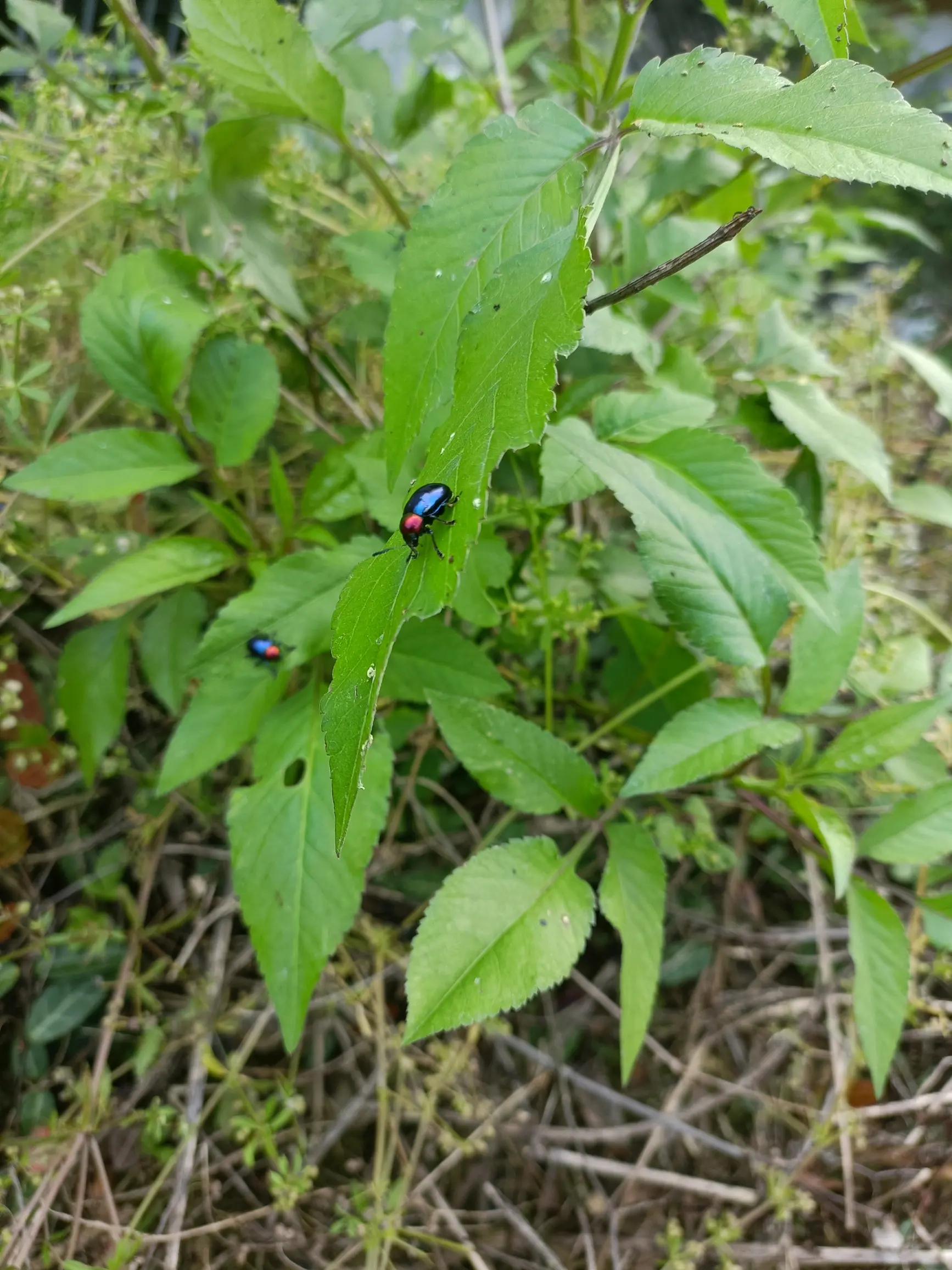 帕斯可甲虫梦幻甲虫图片