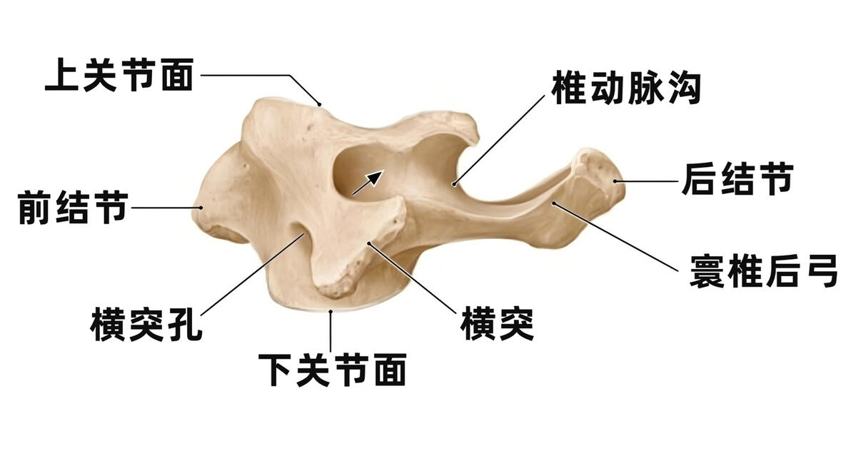 【看图识骨】你必须要掌握的颈椎小知识(三) - 哔哩哔哩