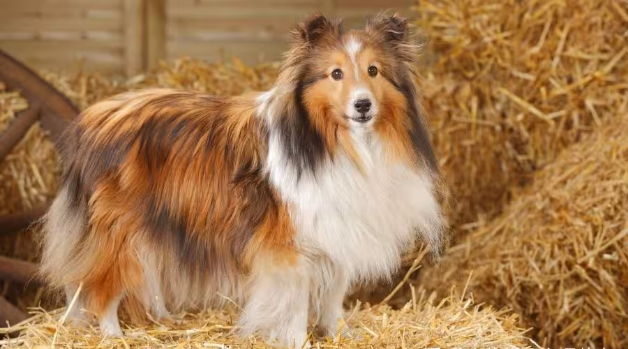 喜乐蒂牧羊犬的外貌