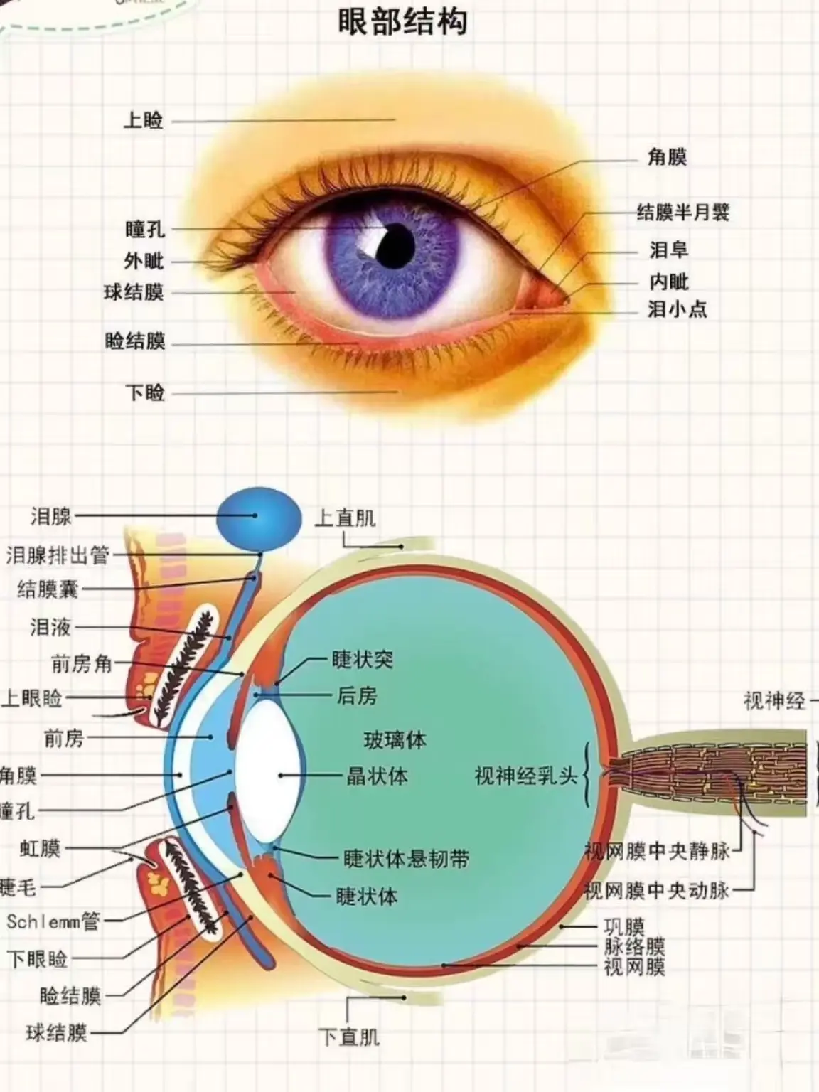 什么人适合开内眼角?