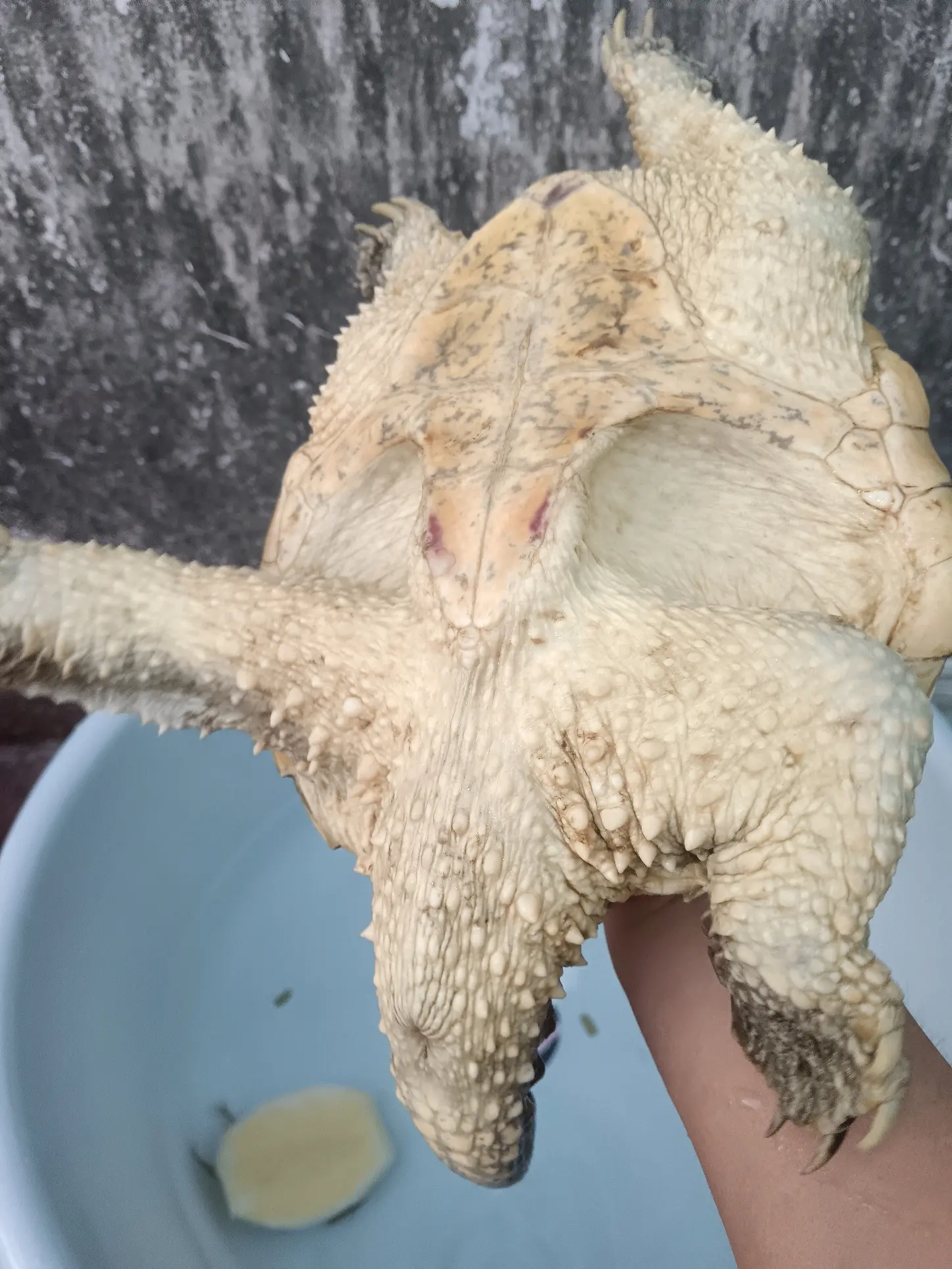 鳄龟公的还是母的!