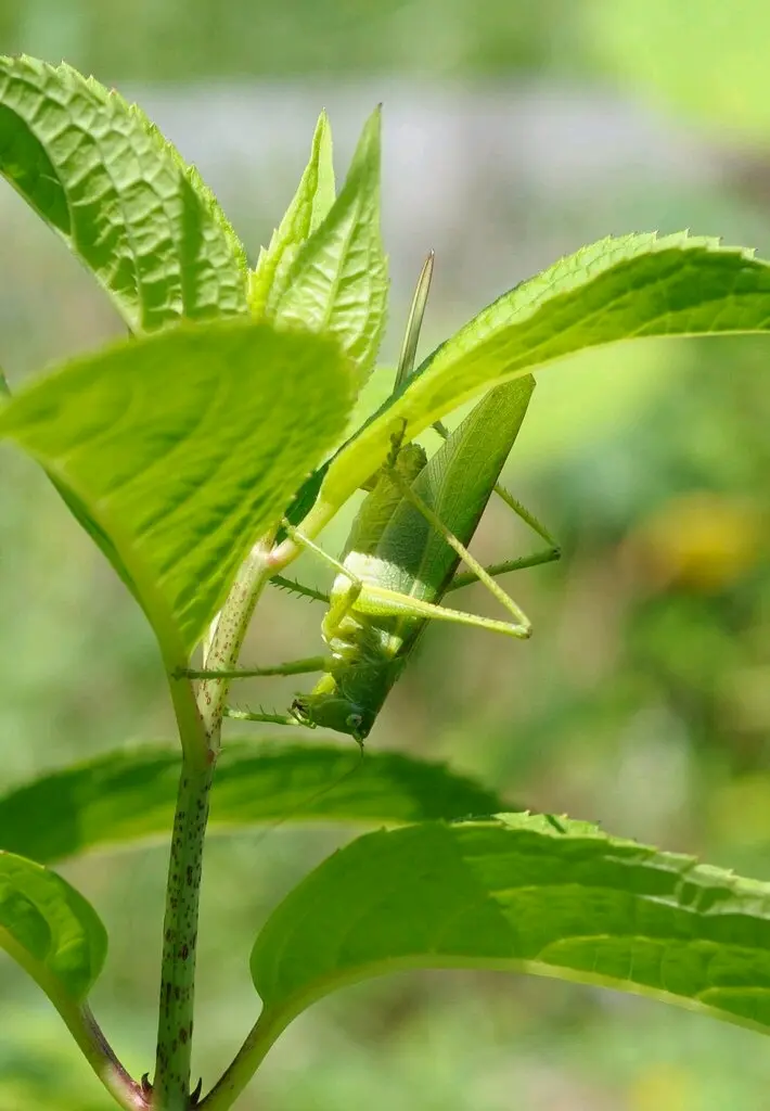 螽斯属(tettigonia)中文名翻译