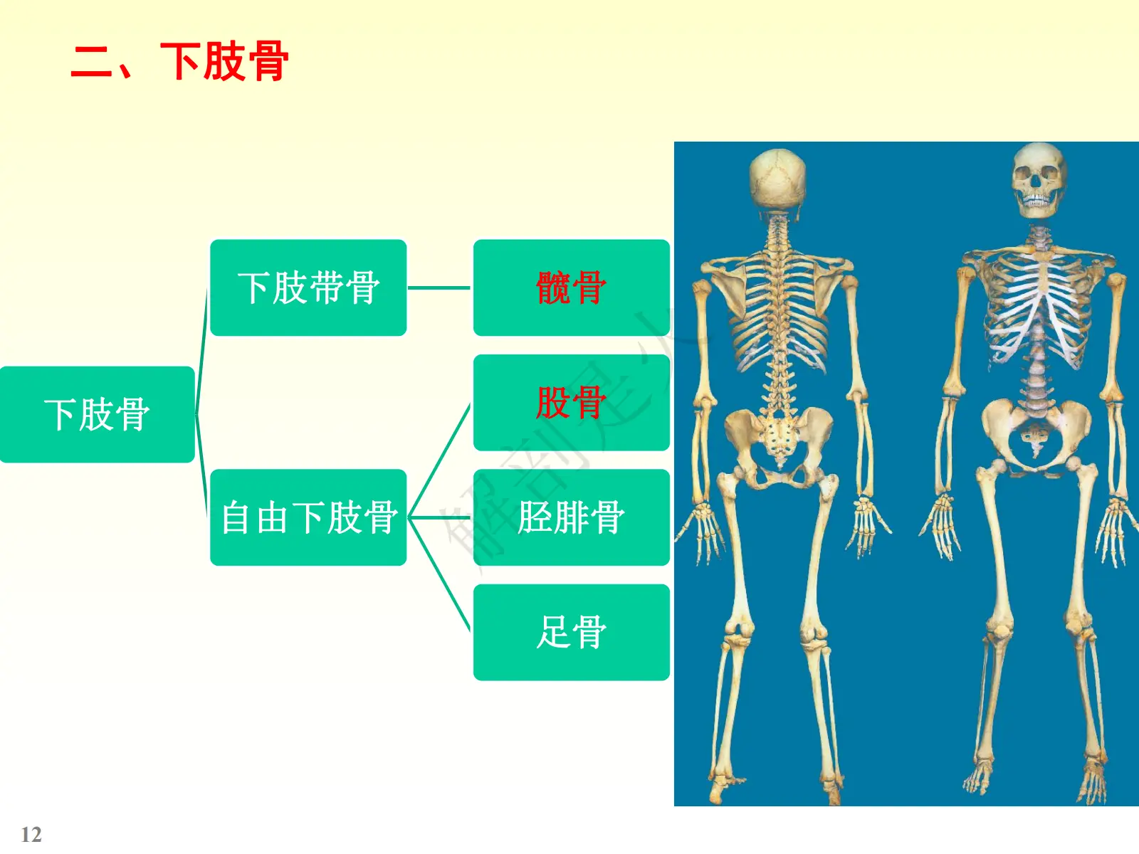 骨学ppt图片