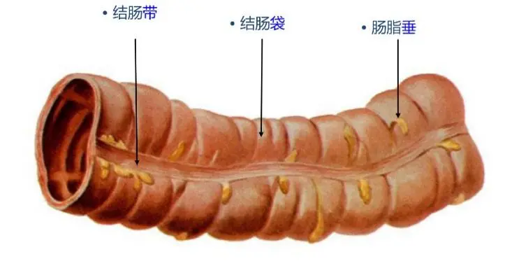 降结肠图片位置示意图图片