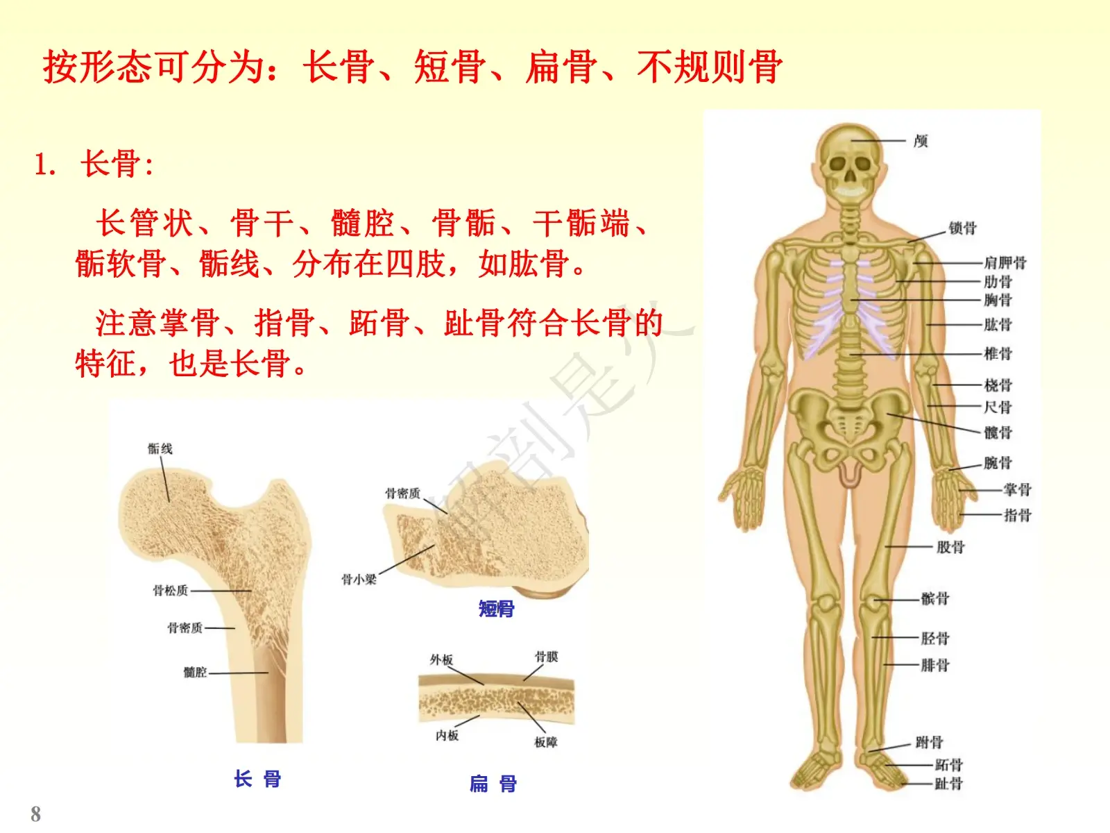 七节骨位置图片