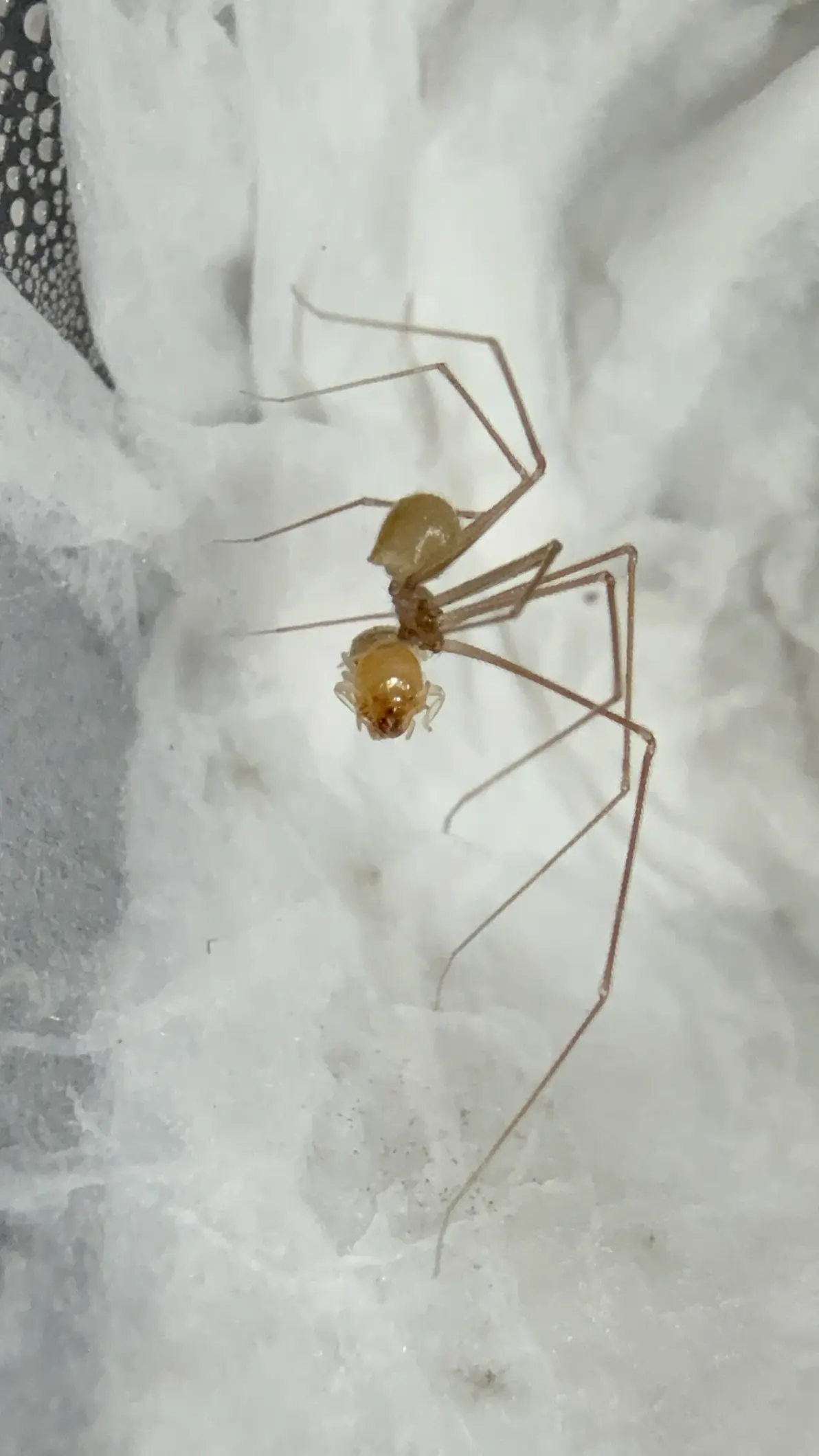 幽灵蛛科psilochorus属图片合集