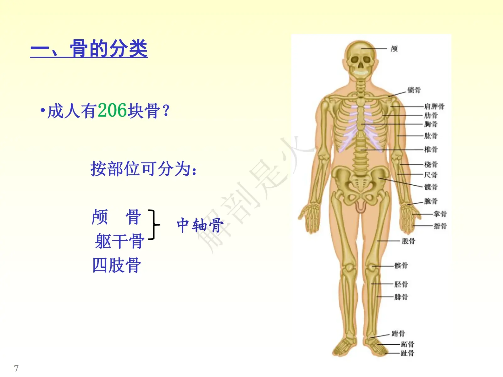 七节骨位置图片