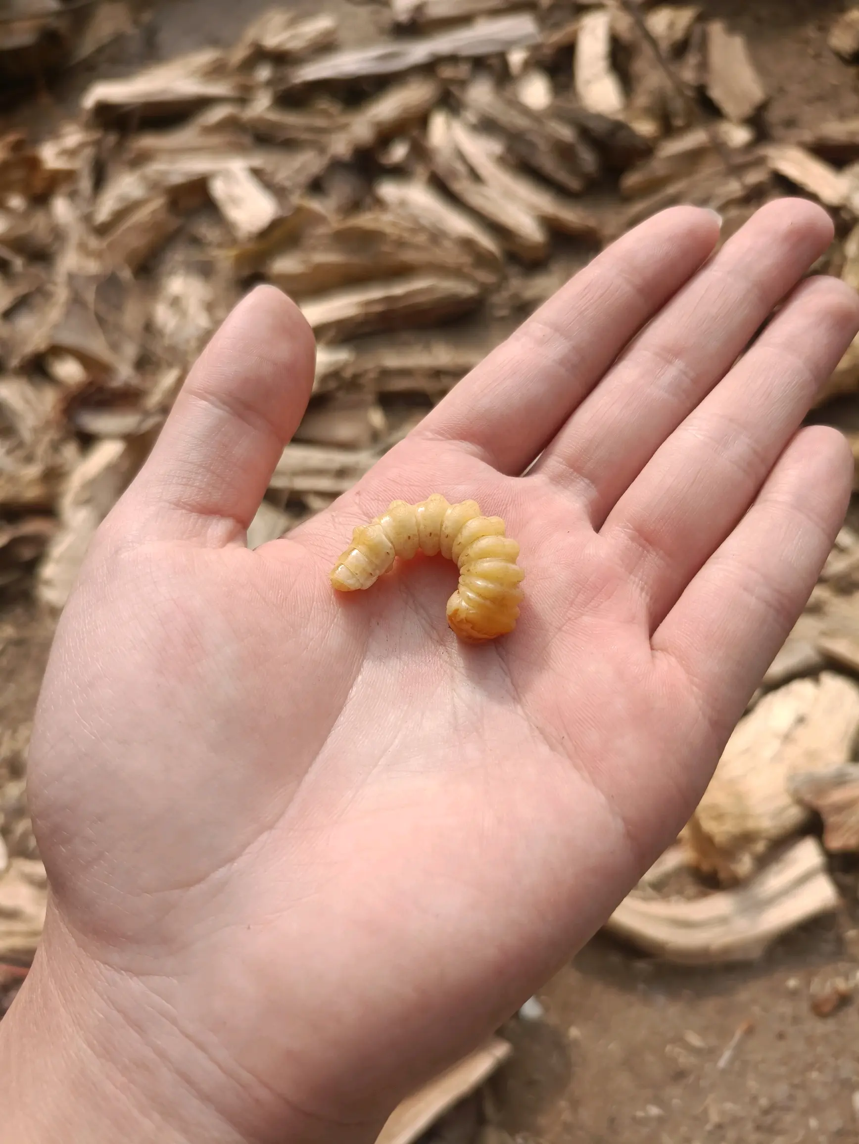 本人于2024年1月29日回老家,干活劈木柴时发现一只大白虫子,望周知