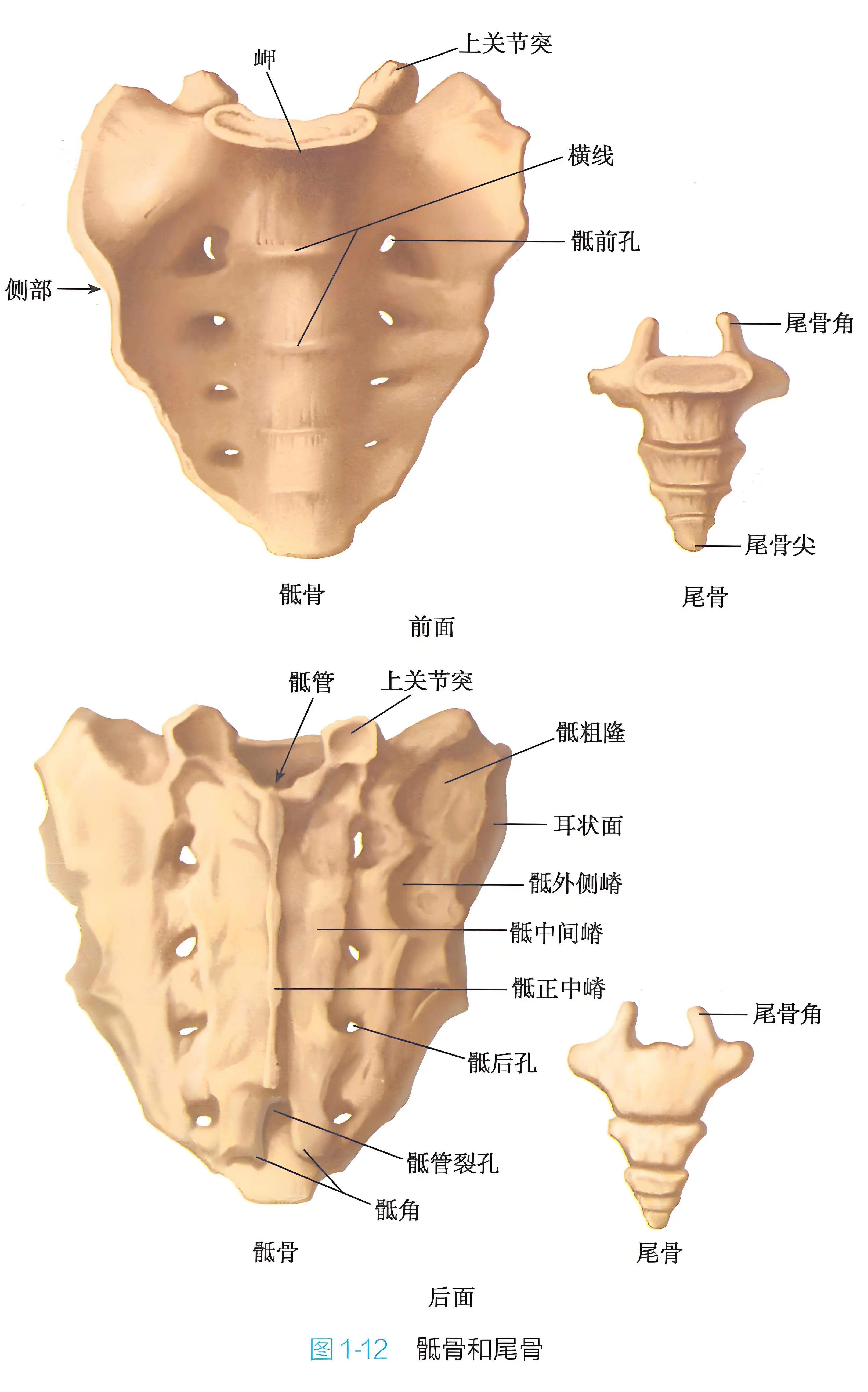 骶正中嵴图片