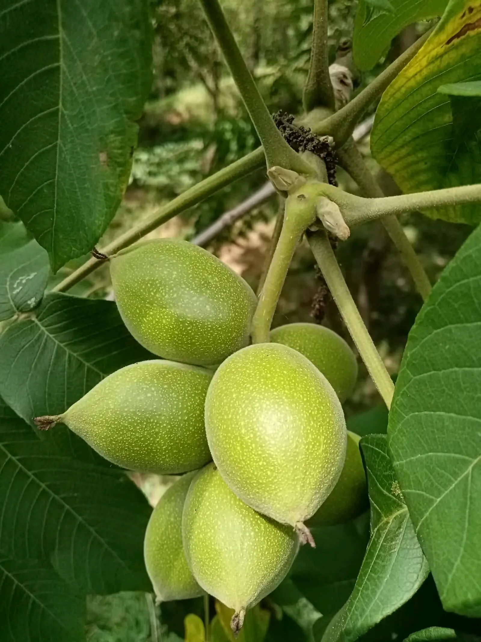 胡桃楸结果记录