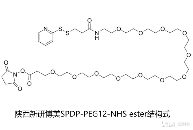 SPDP-PEG12-NHS ester，2601437-72-1关键特性总结 - 哔哩哔哩