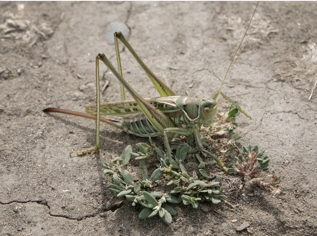 gampsocleis 蝈螽属10种螽斯的分布