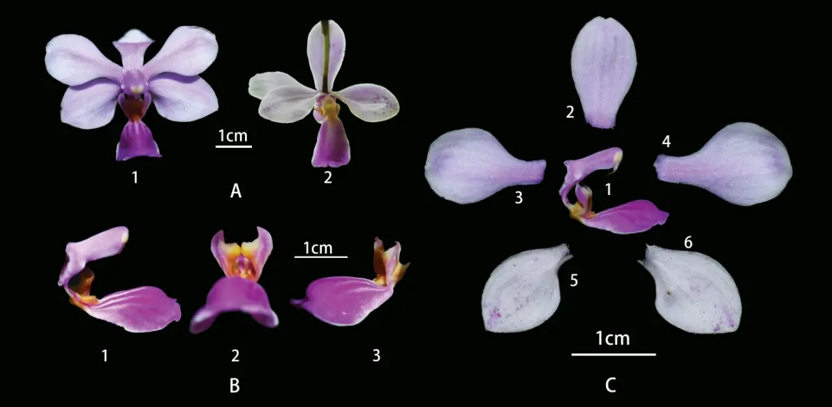 蝴蝶兰phalaenopsis zhanhuoana