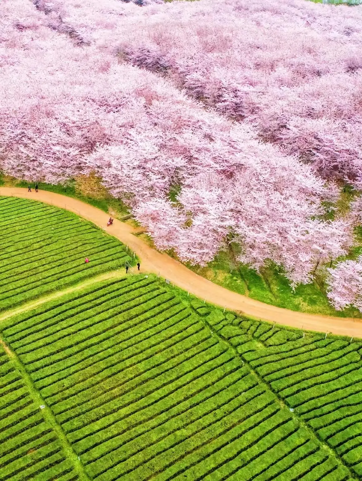 贵州安顺平坝樱花图片