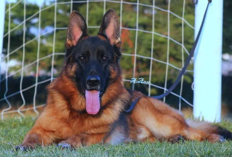 平背德牧犬舍图片