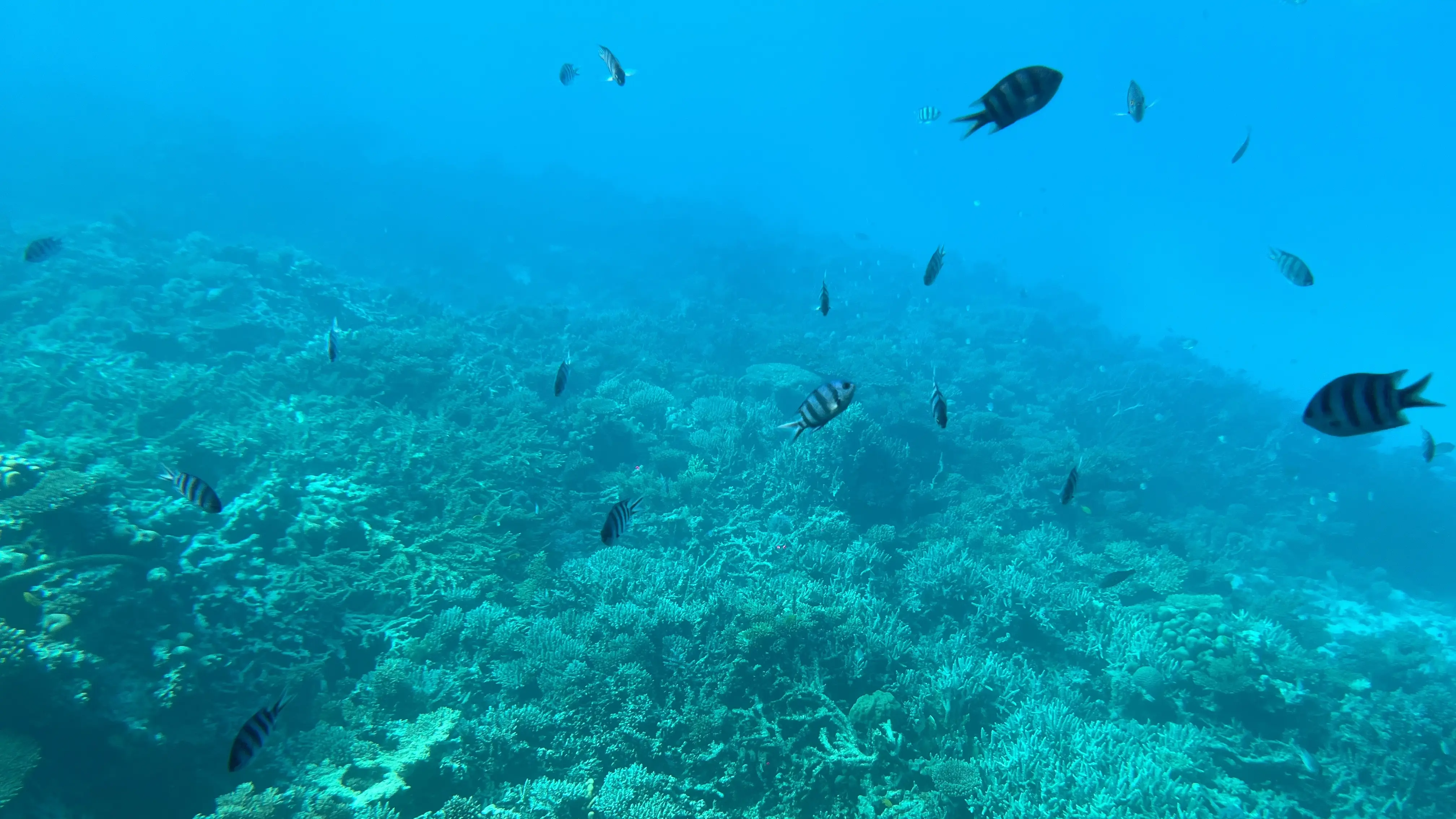 红海海底发现埃及战车图片