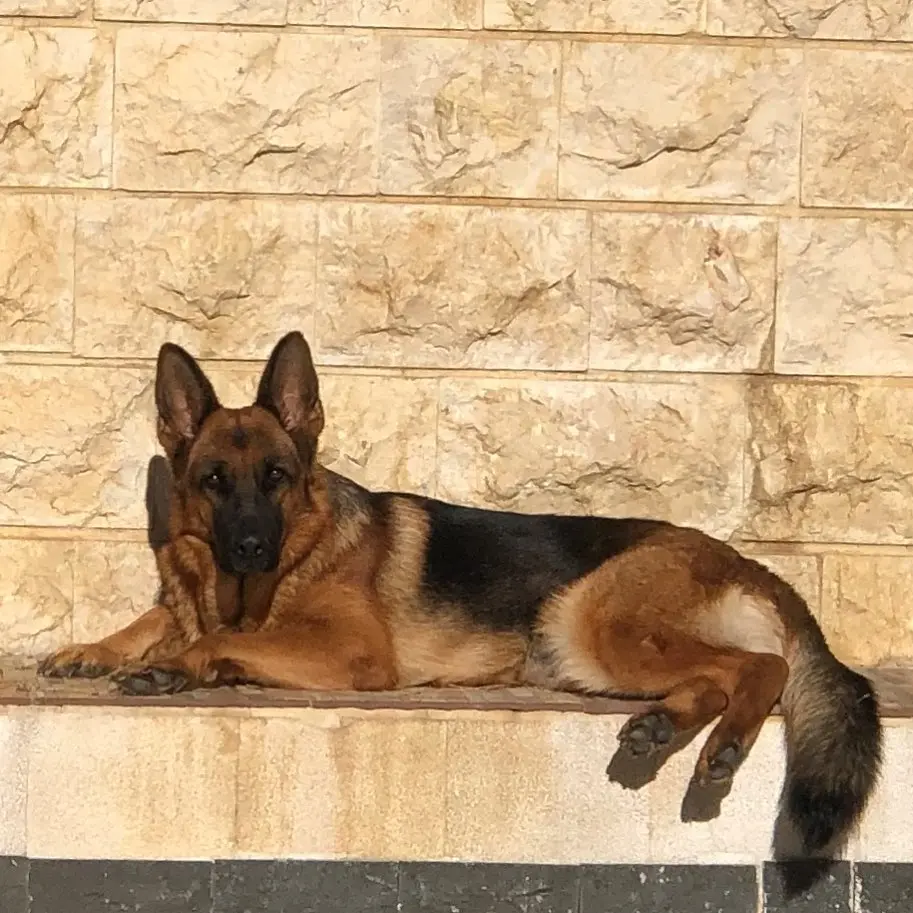 购买德国牧羊犬:1000元能否购买到合适的选择 - 哔哩哔哩