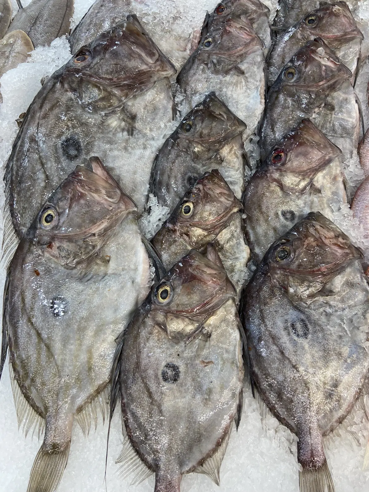 中西非常见海鱼