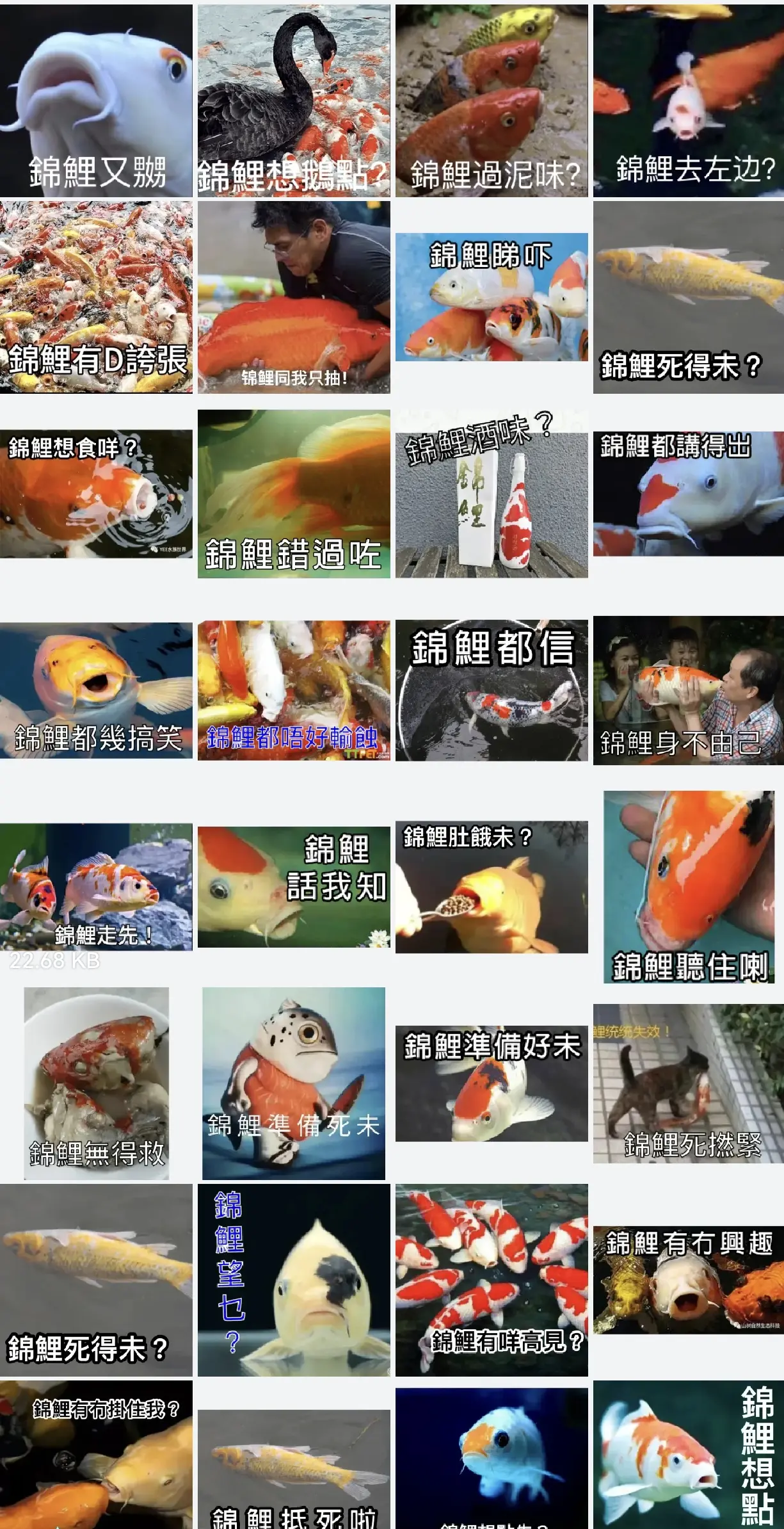 锦鲤表情包一(錦鯉表情包)