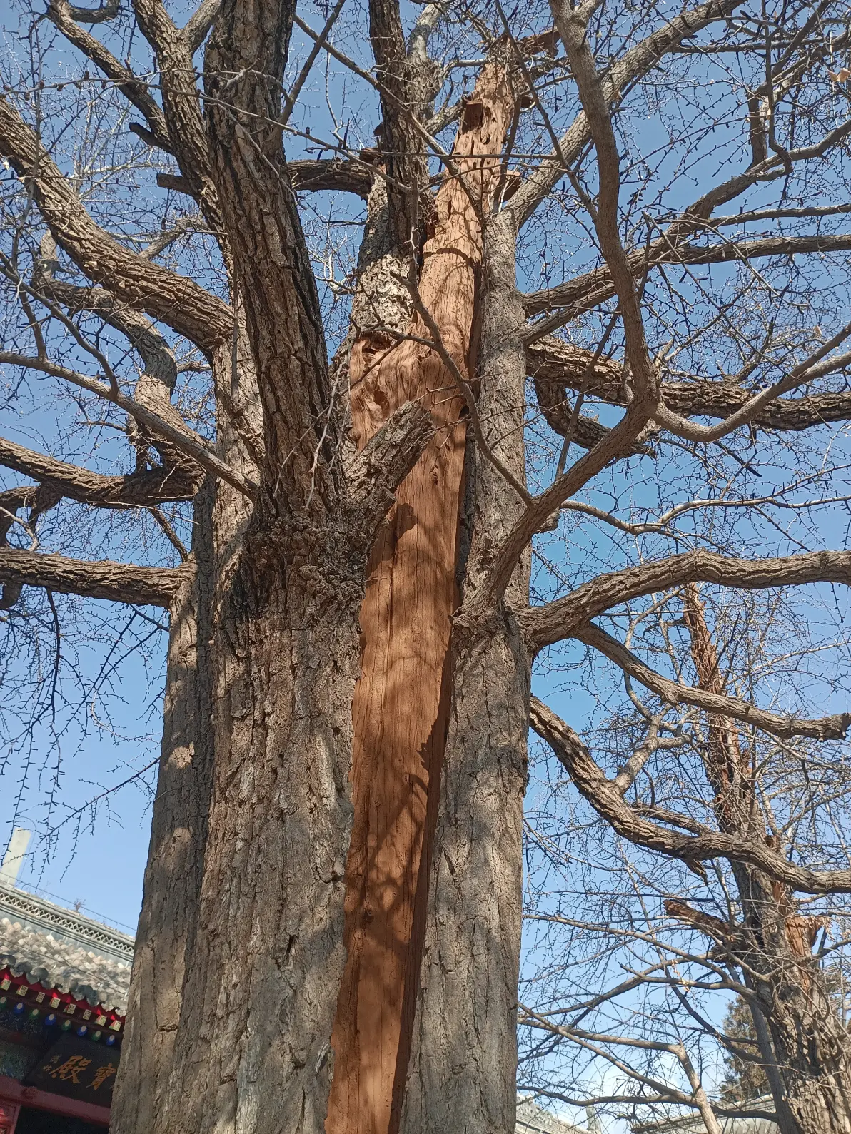 千年银杏树枝干美