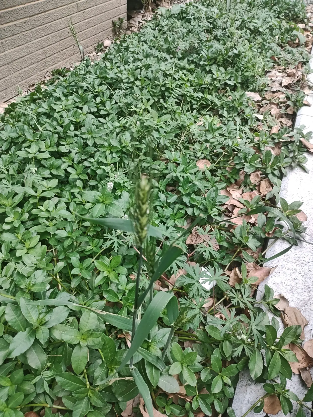 荠麦青青(生活随笔)