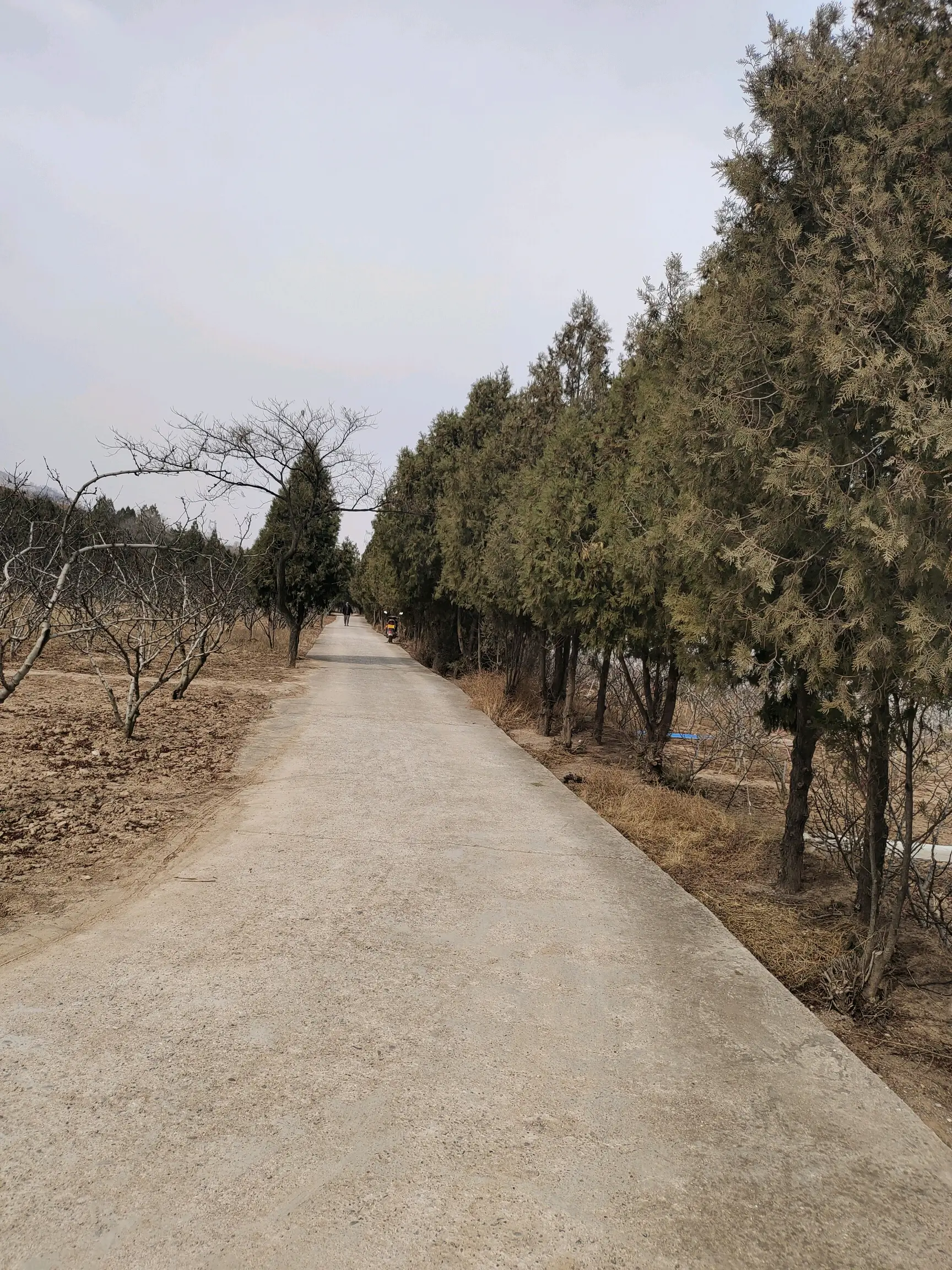 我还看到祖逖了这一路的路灯杆上都是姜维故里看完壁画就可以回去了