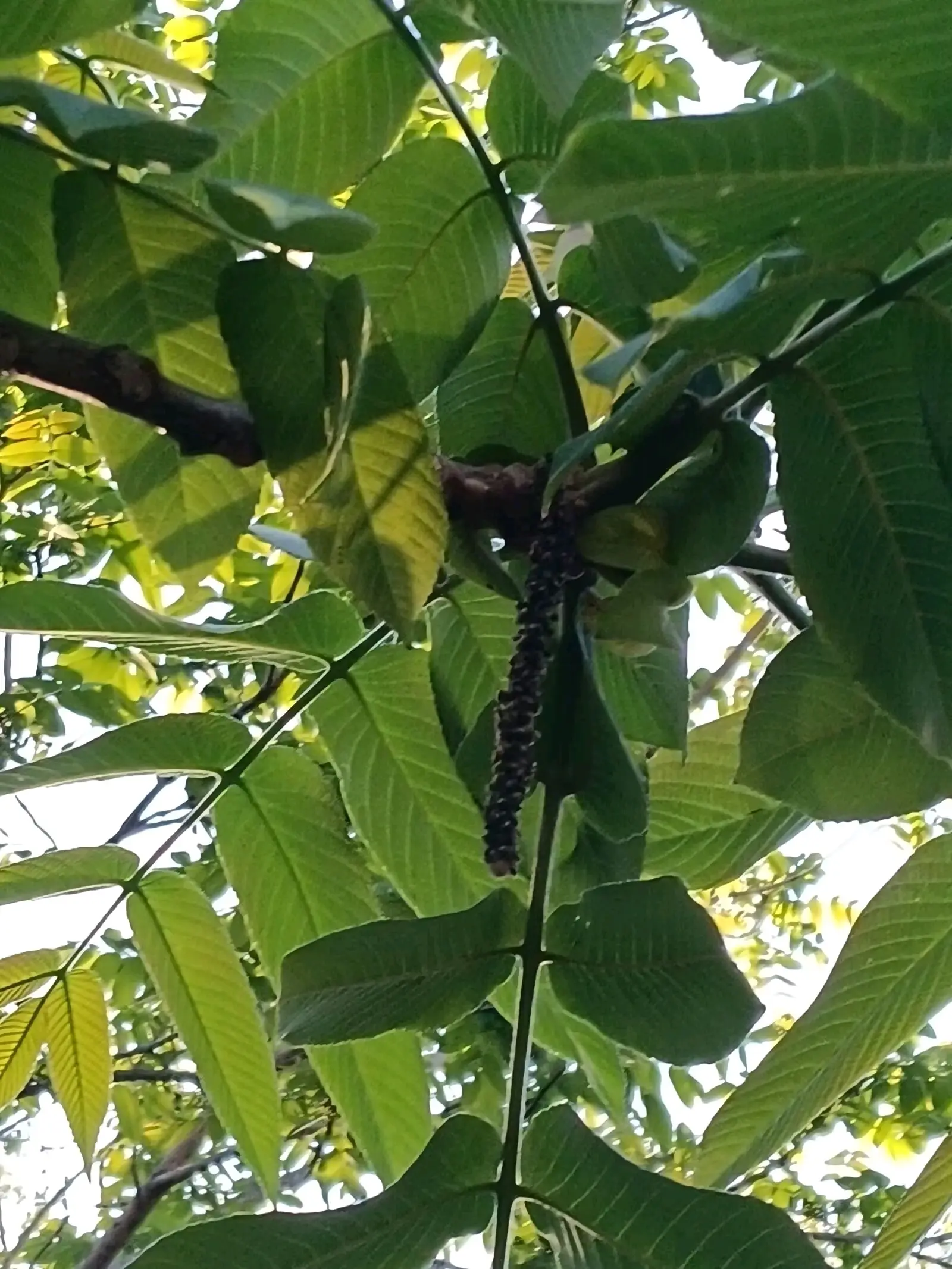 胡桃楸结果记录