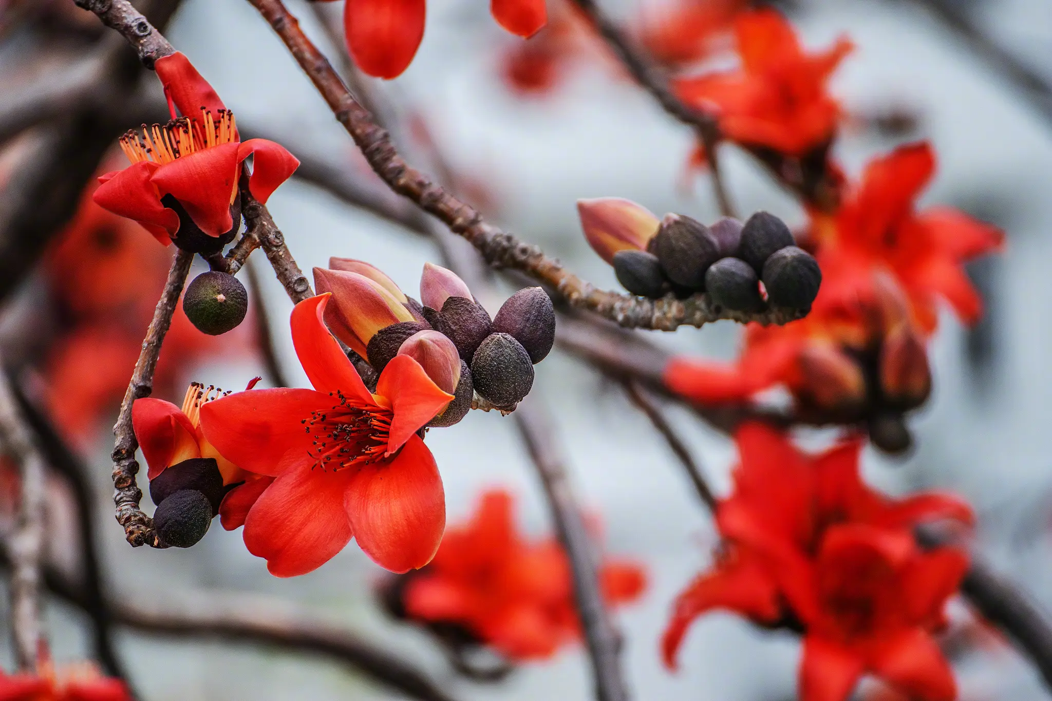 几树半天红似染,居人言是木棉花
