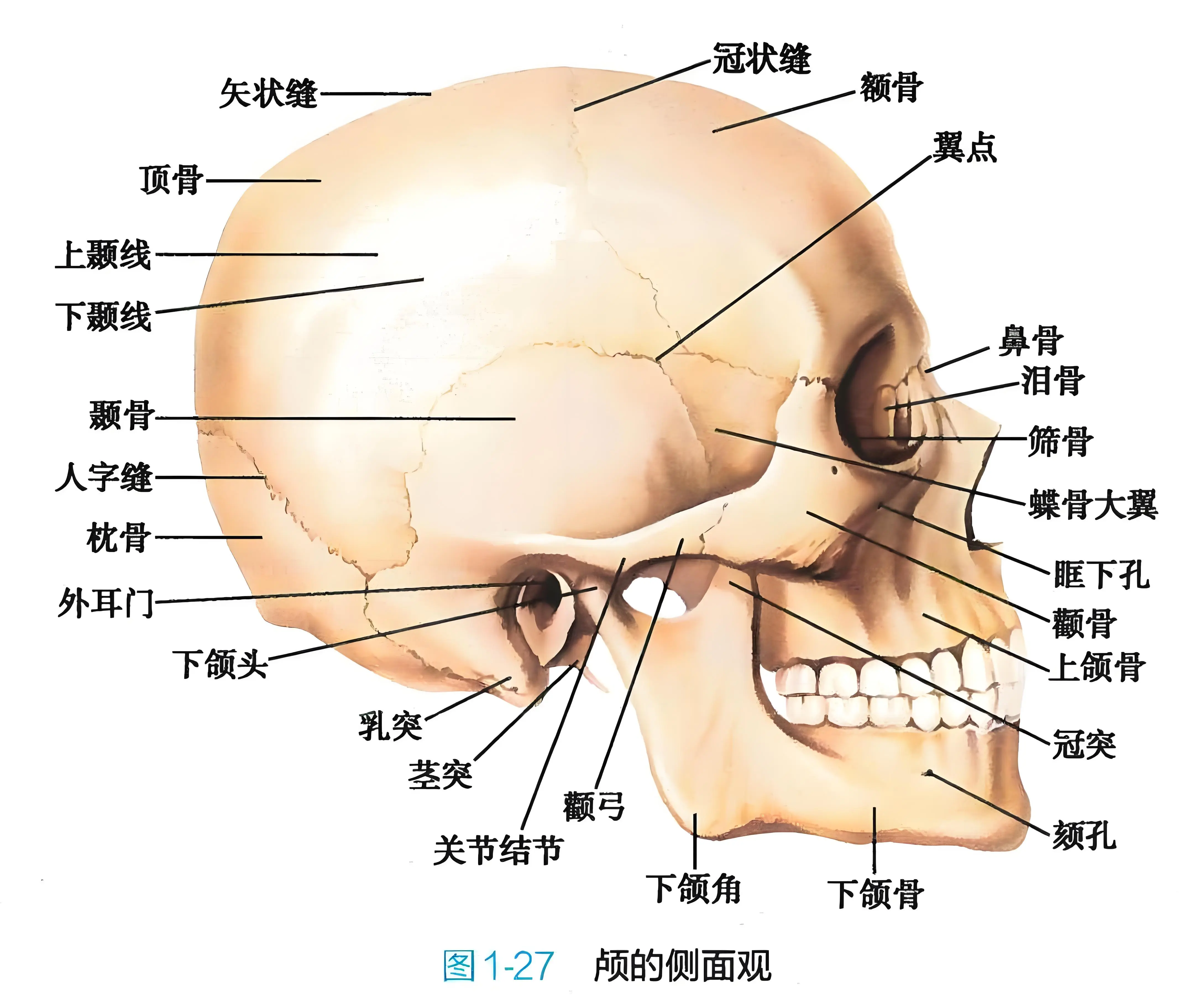 外耳门位于颧骨图片