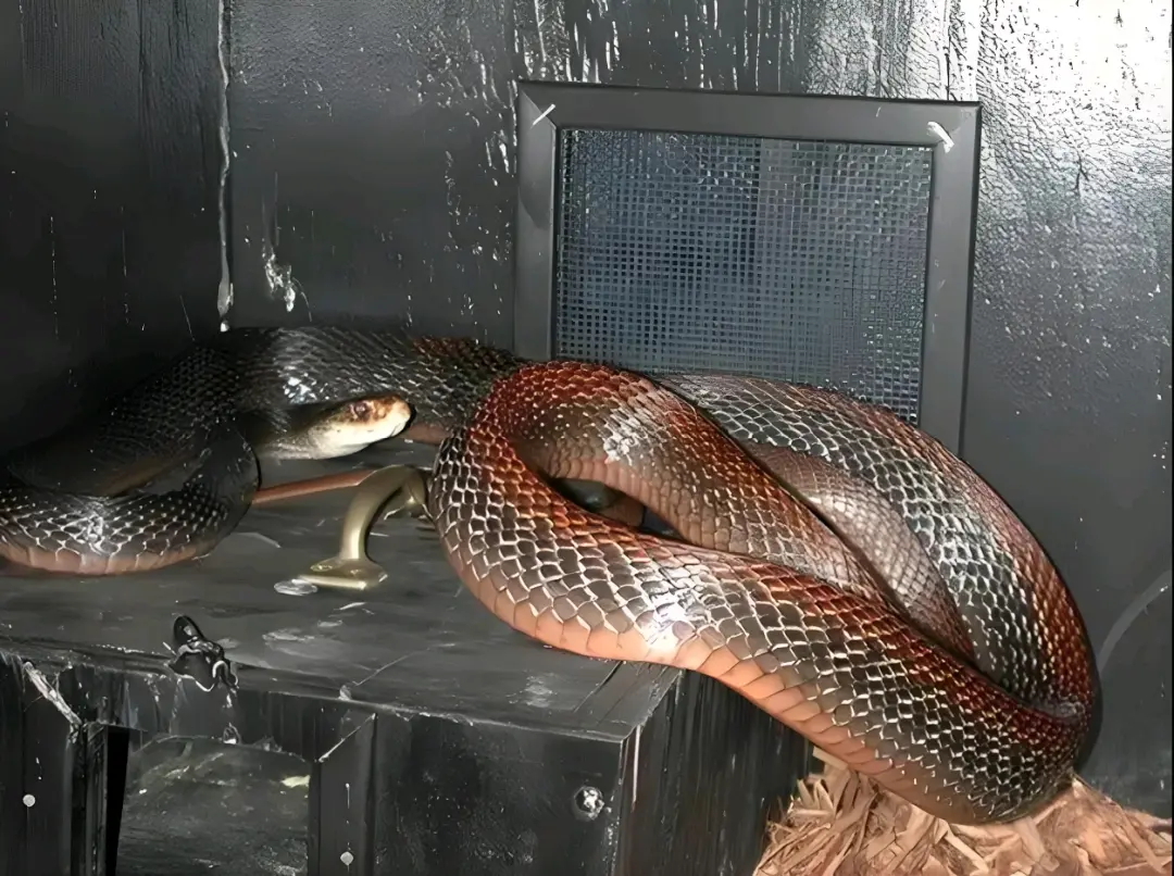 整个大洋的死神毒蛇(海岸/沿海太攀蛇)oxyuranus scutellatus