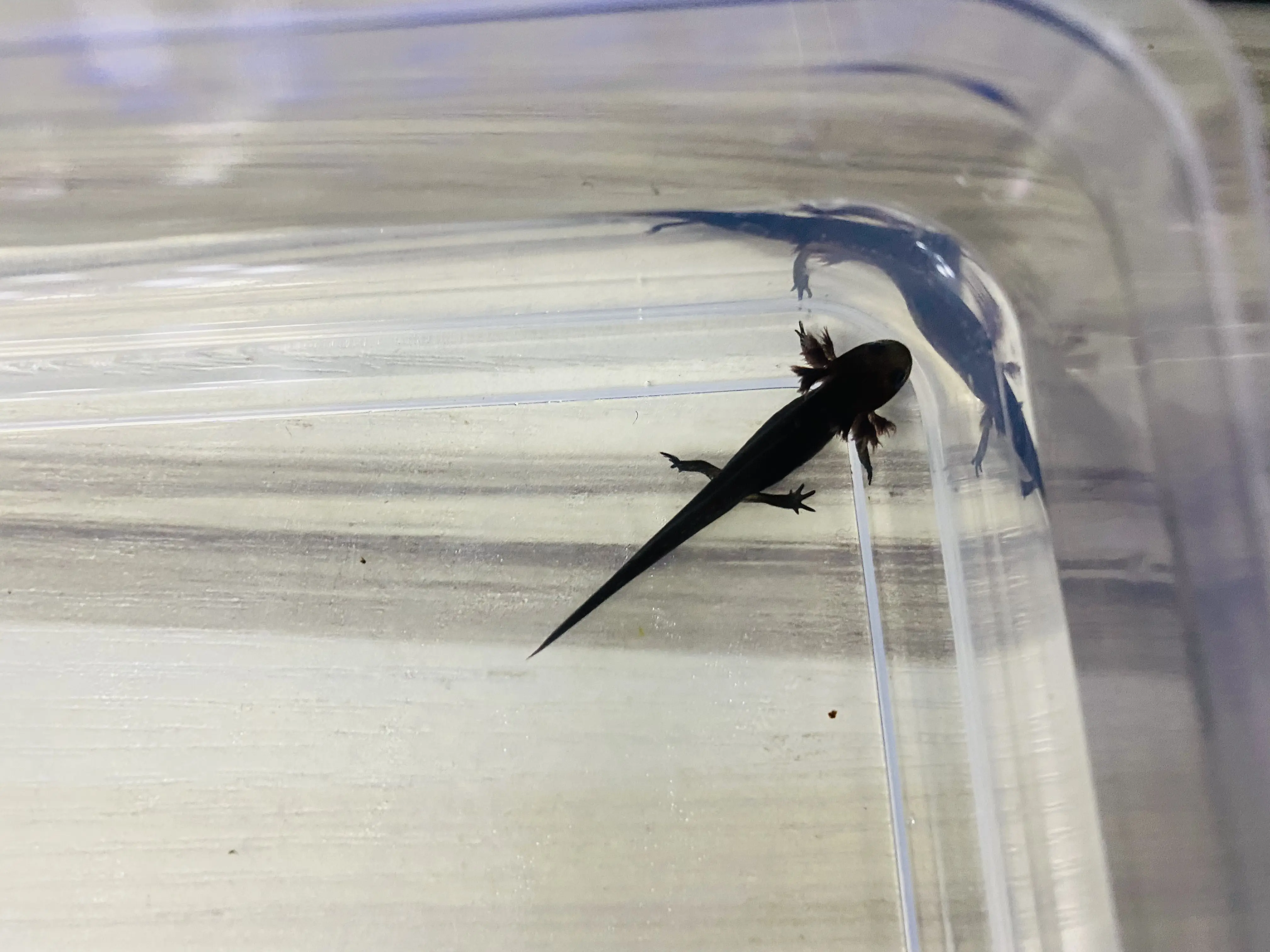 东方蝾螈蝌蚪带苗指南及上岸苗三阶段饲养法(个人经验总结)