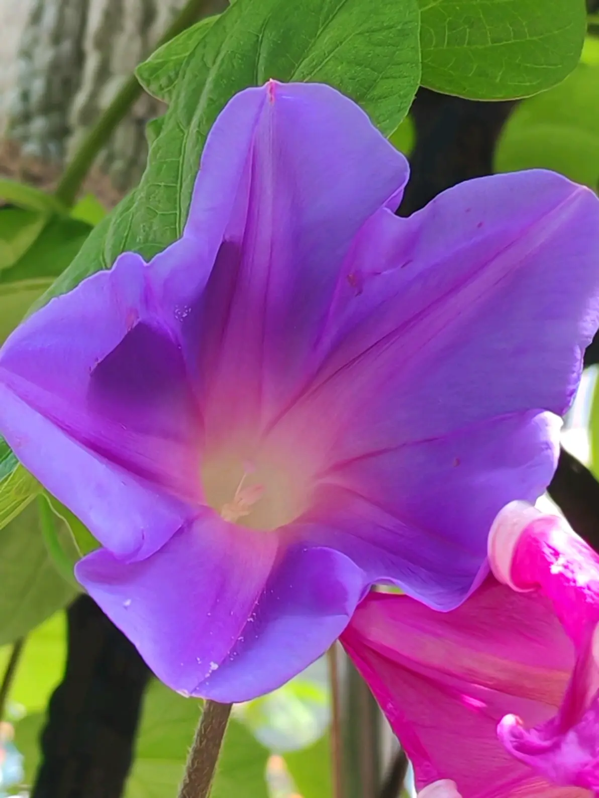 紫色牵牛花,惊艳了小院时光