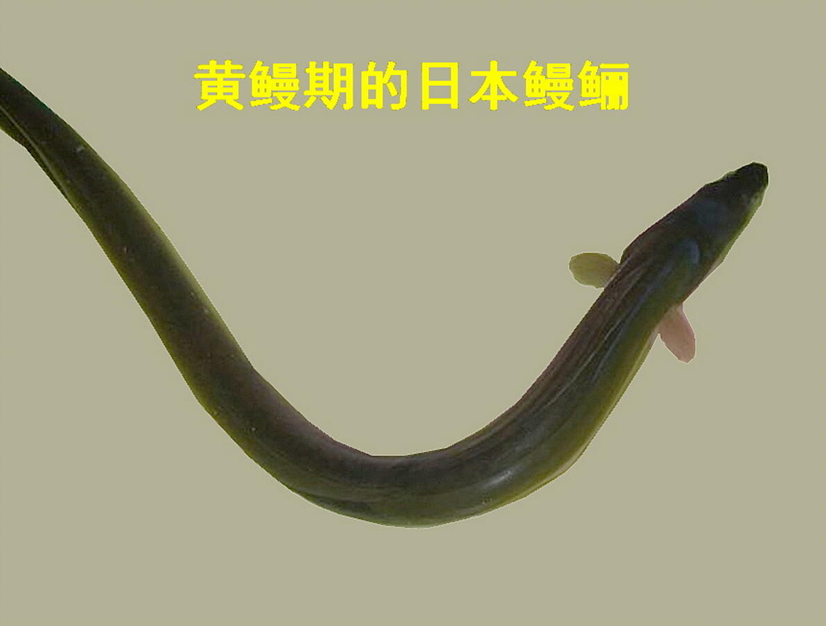 白鳝、风鳝、乌耳鳗——从俗名,进入鳗鲡的神秘生活 - 哔哩哔哩
