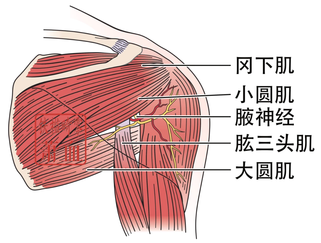 神经操作|腋神经 - 哔哩哔哩