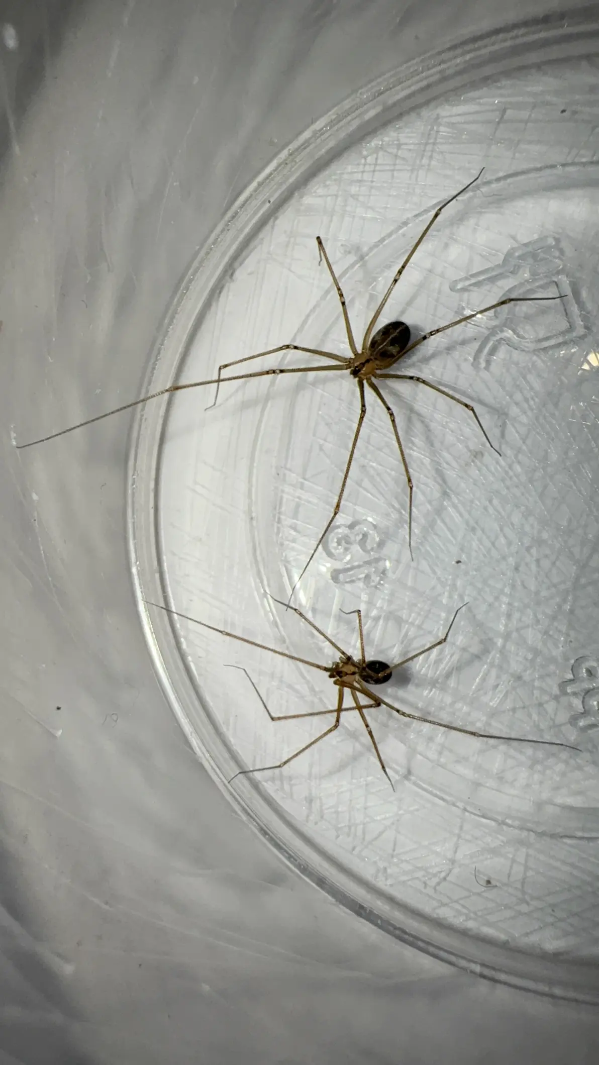 幽灵蛛科psilochorus属图片合集