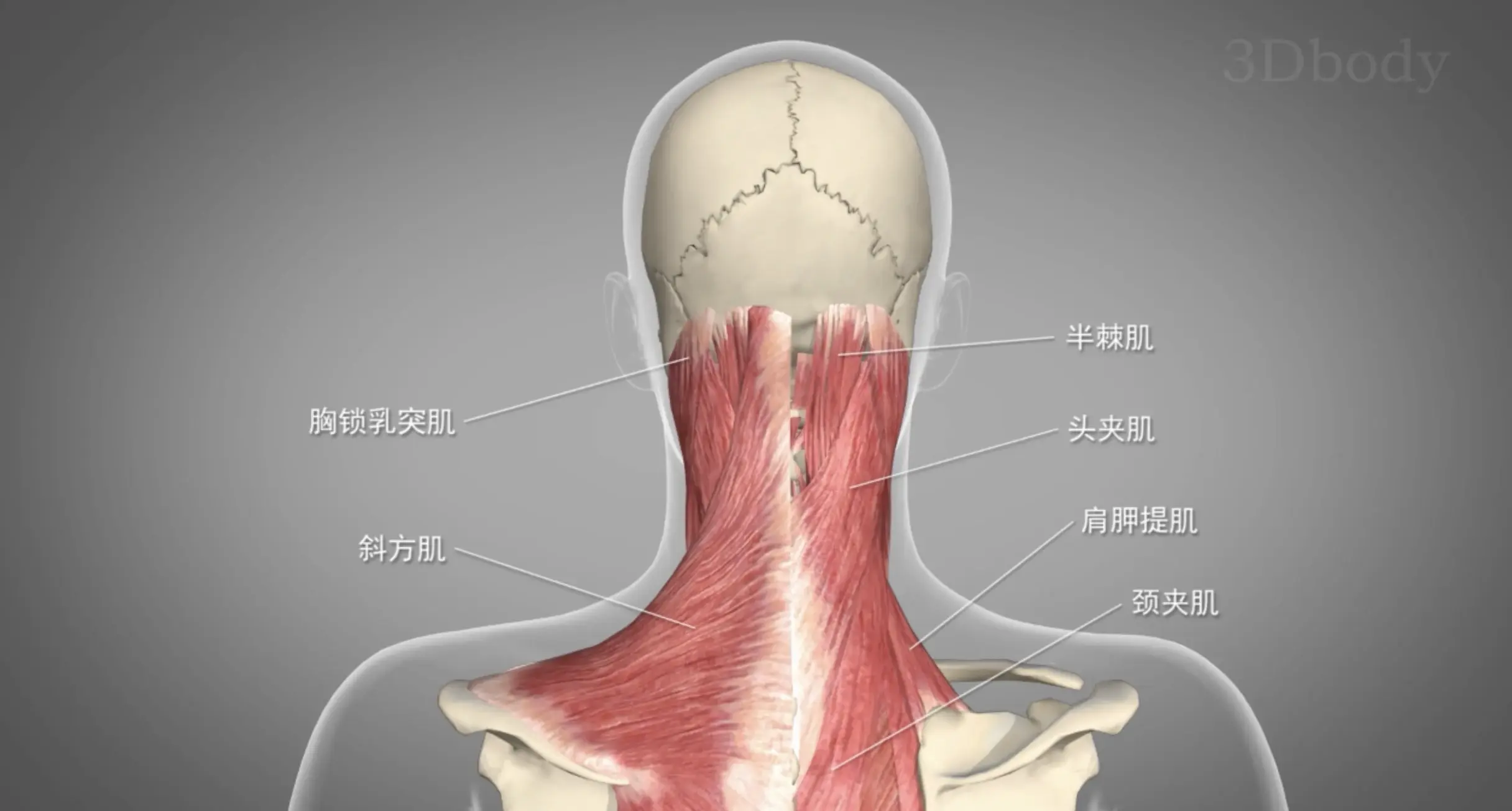 颈部斜方肌位置图图片