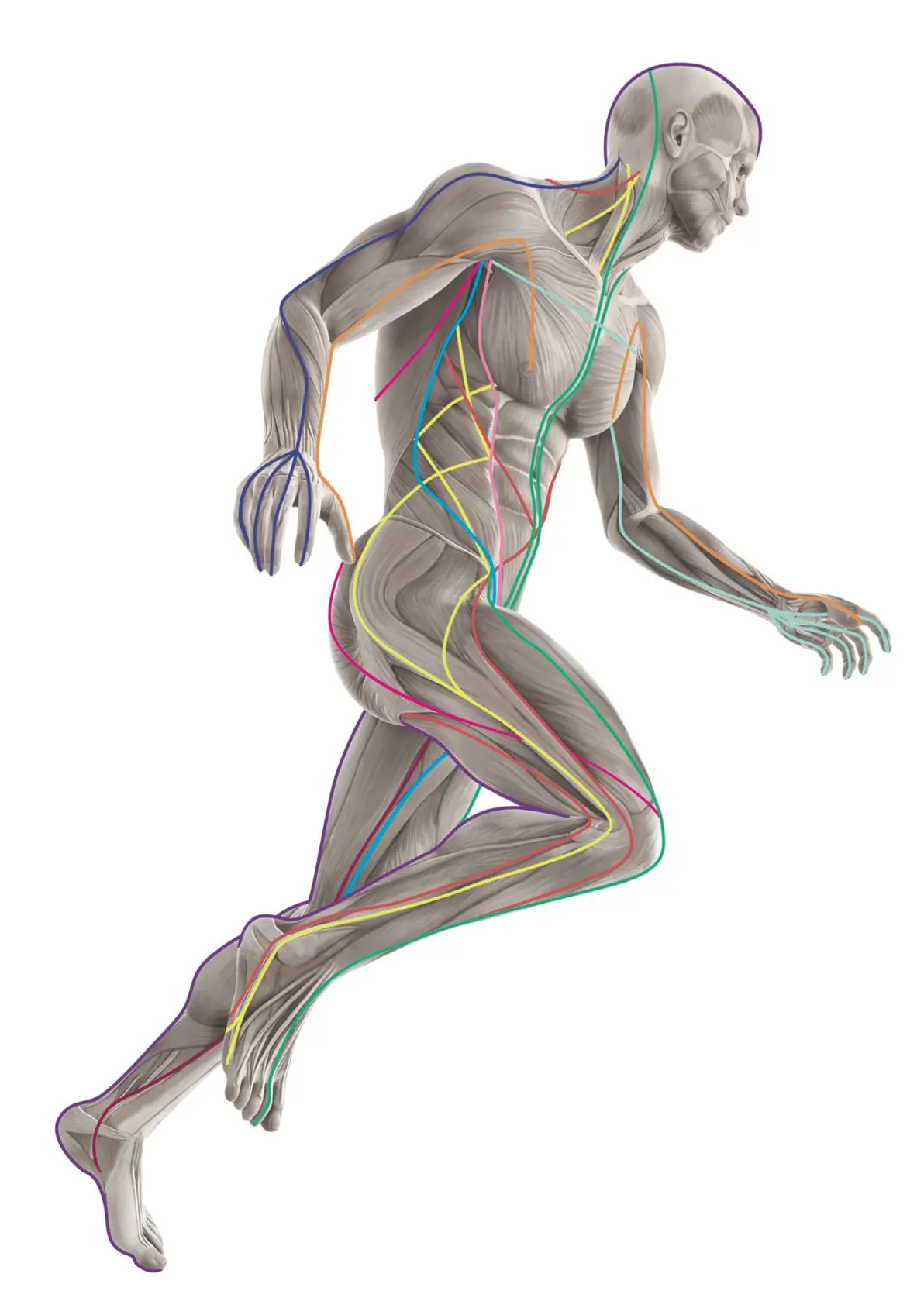 12条肌筋膜经线,带你从全局的视角剖析各种体态问题!