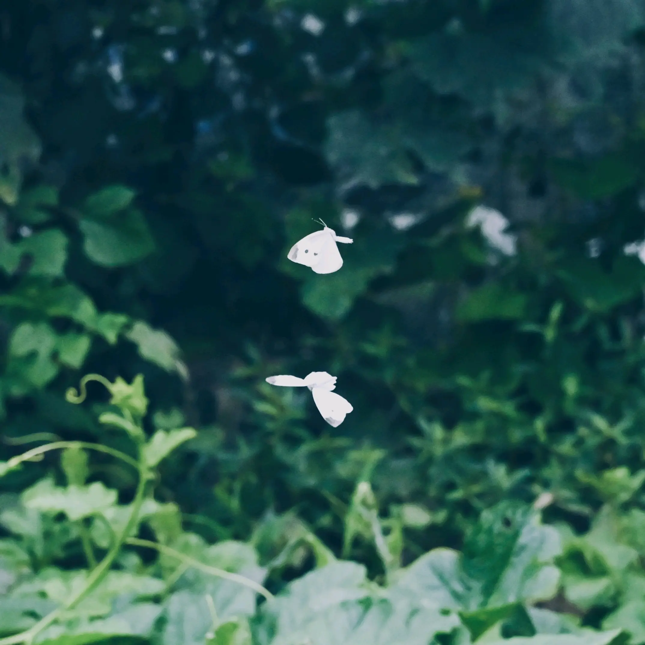 在雨中飞舞的蝴蝶图片图片