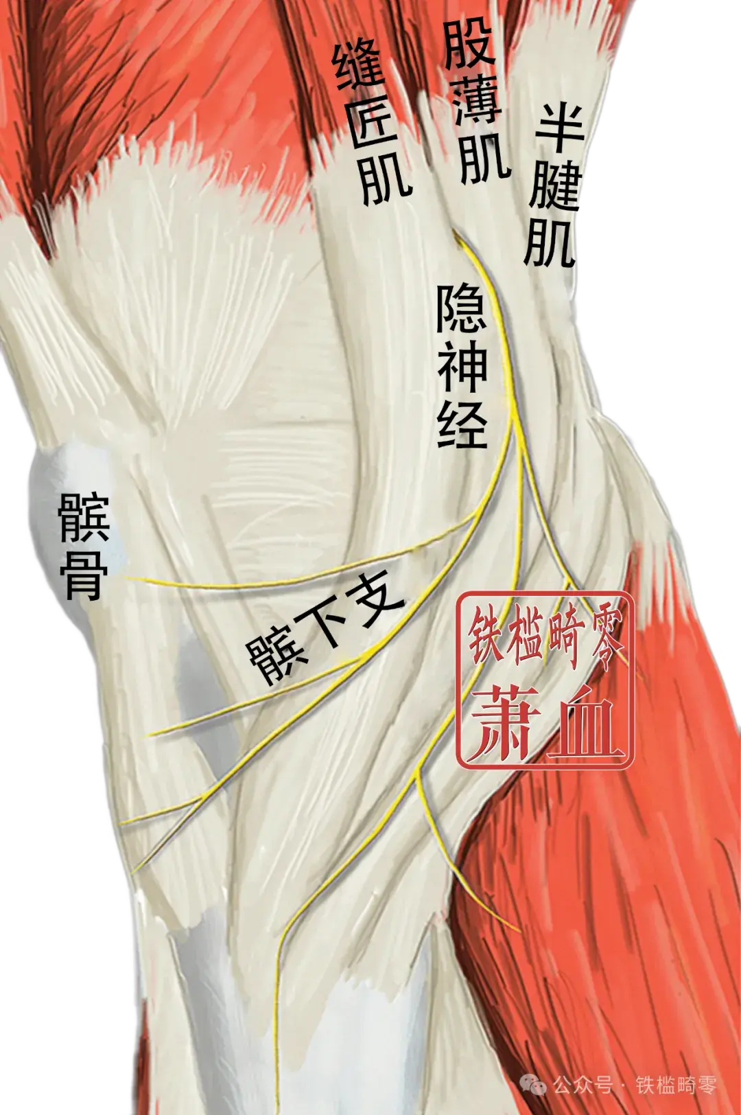 神经操作|股神经 - 哔哩哔哩