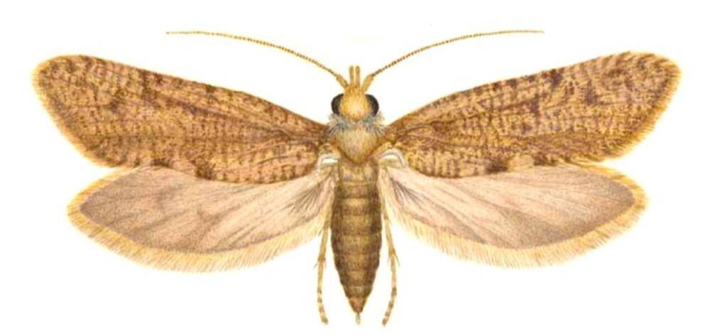 鳞翅目名录(1)--Basal Lepidopterians - 哔哩哔哩