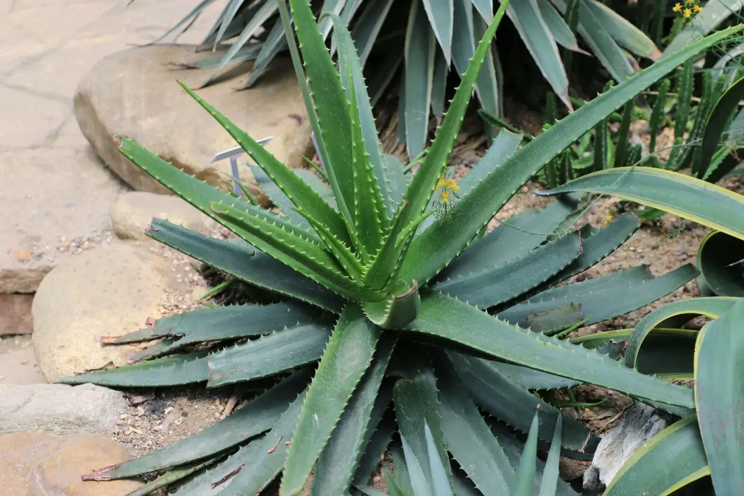 [森林之子]植物/果实原型百科:芦荟