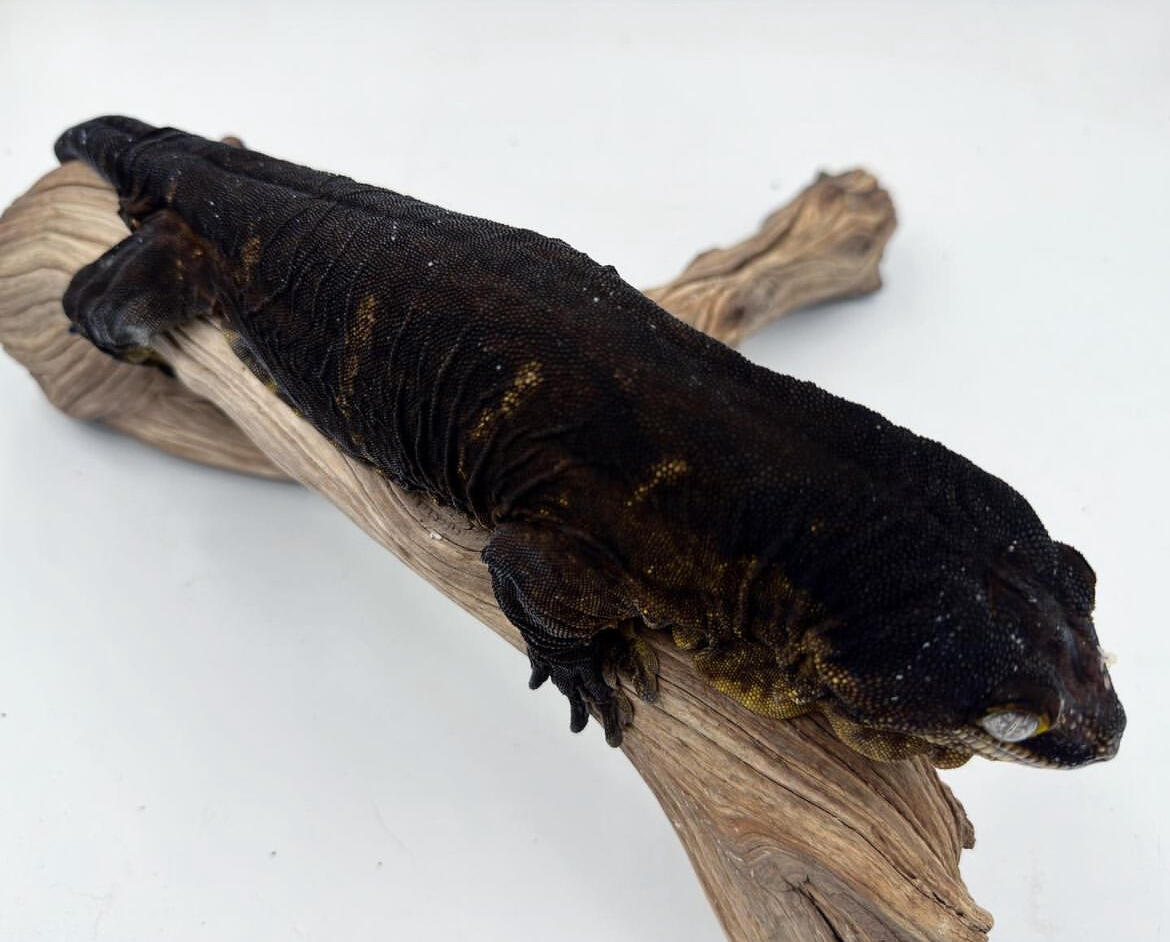 【守宫超巨】多趾虎属Rhacodactylus-新喀里多尼亚巨人守宫表现品系图鉴 - 哔哩哔哩