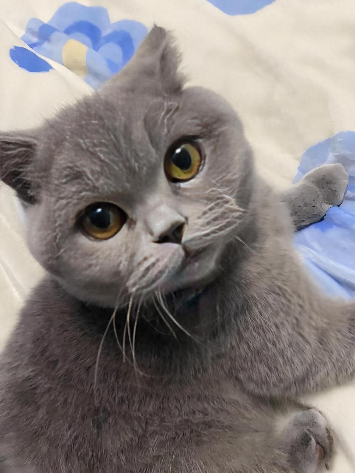 罗斯猫粮怎么样?好不好?猫粮真的有味道吗? - 哔哩哔哩