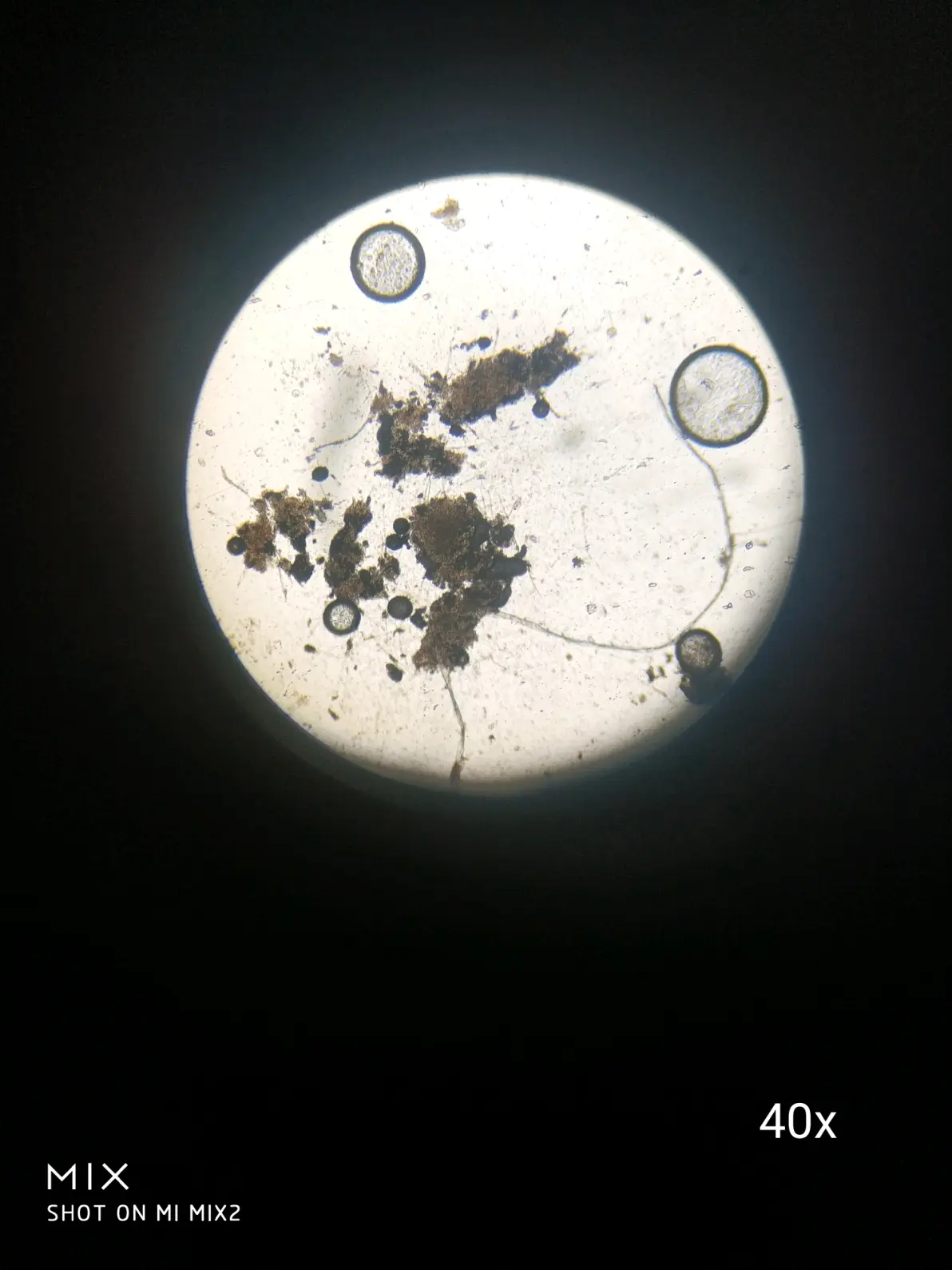 青霉菌菌落图片专辑