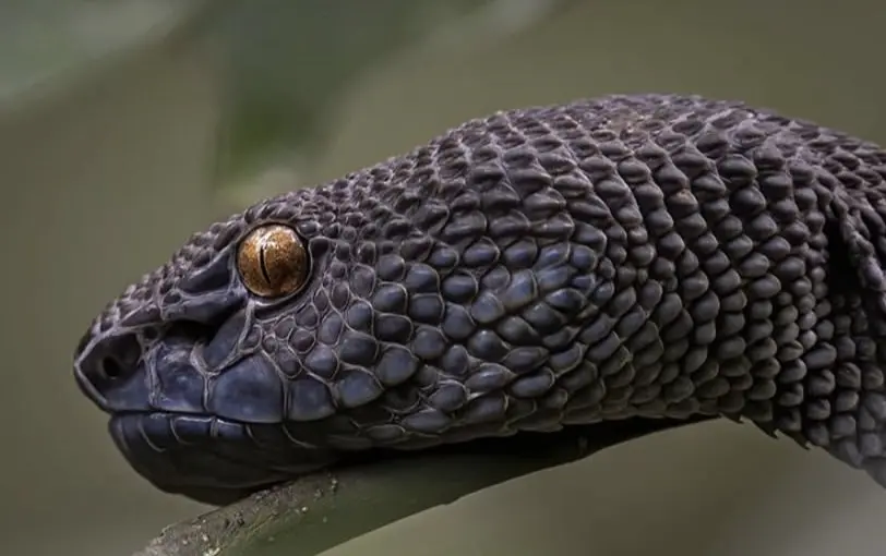 trimeresurus purpureomaculatus
