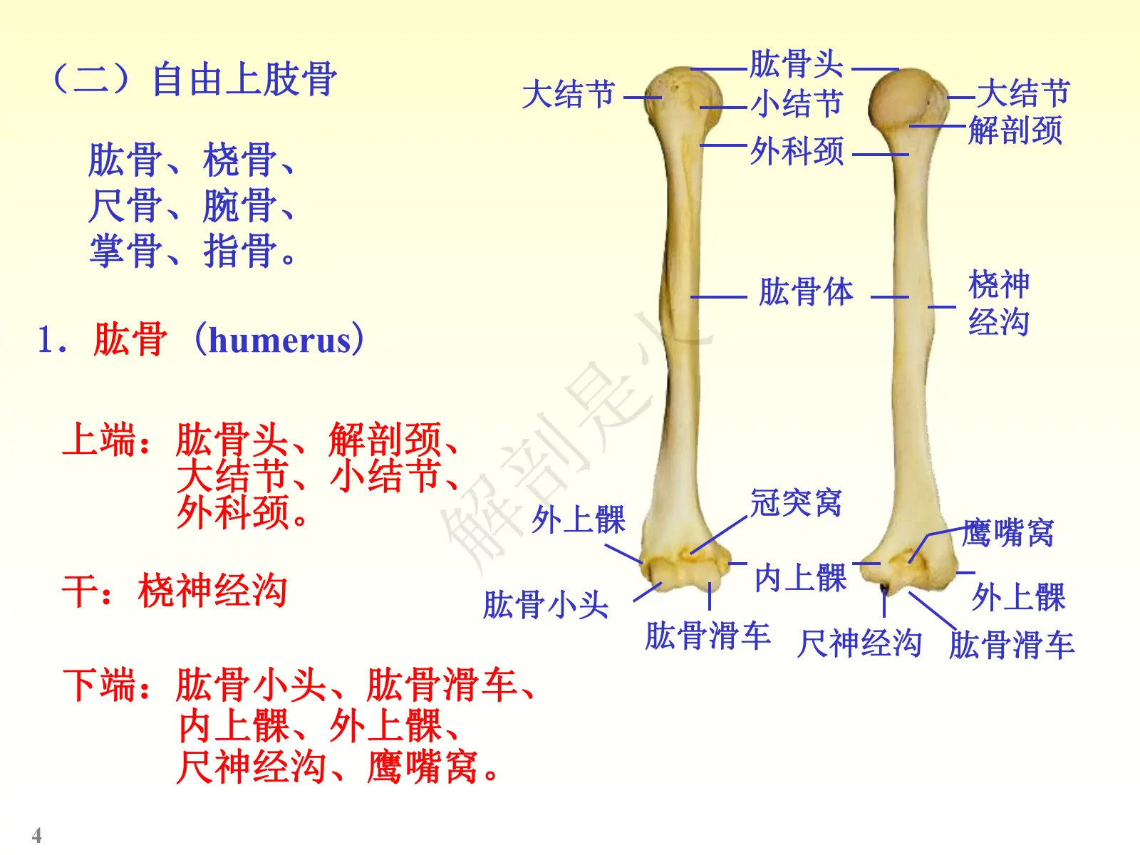 骨学ppt图片