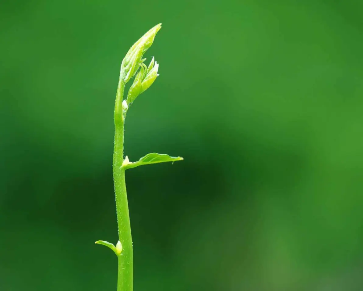 横屏护眼壁纸50pic,可做办公电脑桌面循环滚动