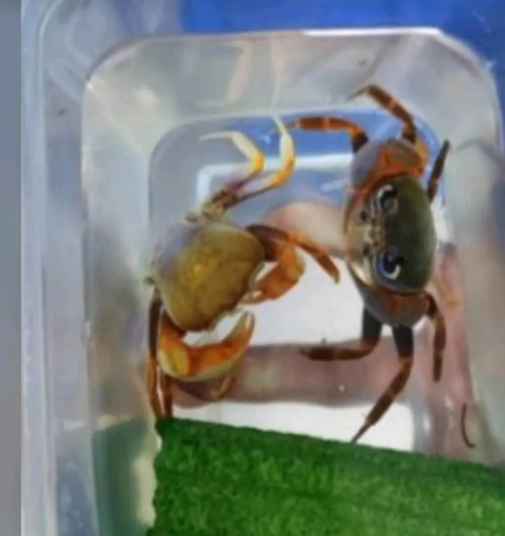 南海溪蟹的分类,不要再被骗了,果绿,广州,珠海南海溪蟹都是一种溪蟹