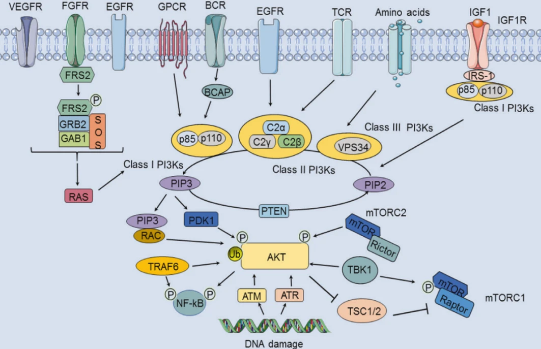 PI3K-Akt信号通路详解：通路激活、通路构成、通路串联、通路检测…… - 哔哩哔哩
